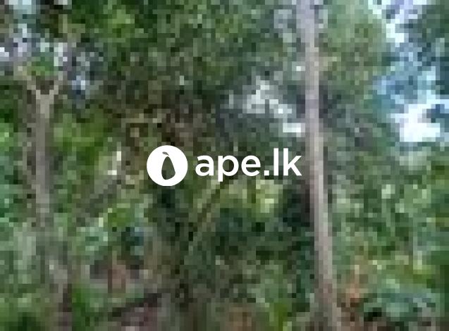 à¶‰à¶©à¶¸à¶šà·Š à·€à·’à¶šà·’à¶±à·“à¶¸à¶§ - à¶‡à¶¹à·’à¶½à·’à¶´à·’à¶§à·’à¶º